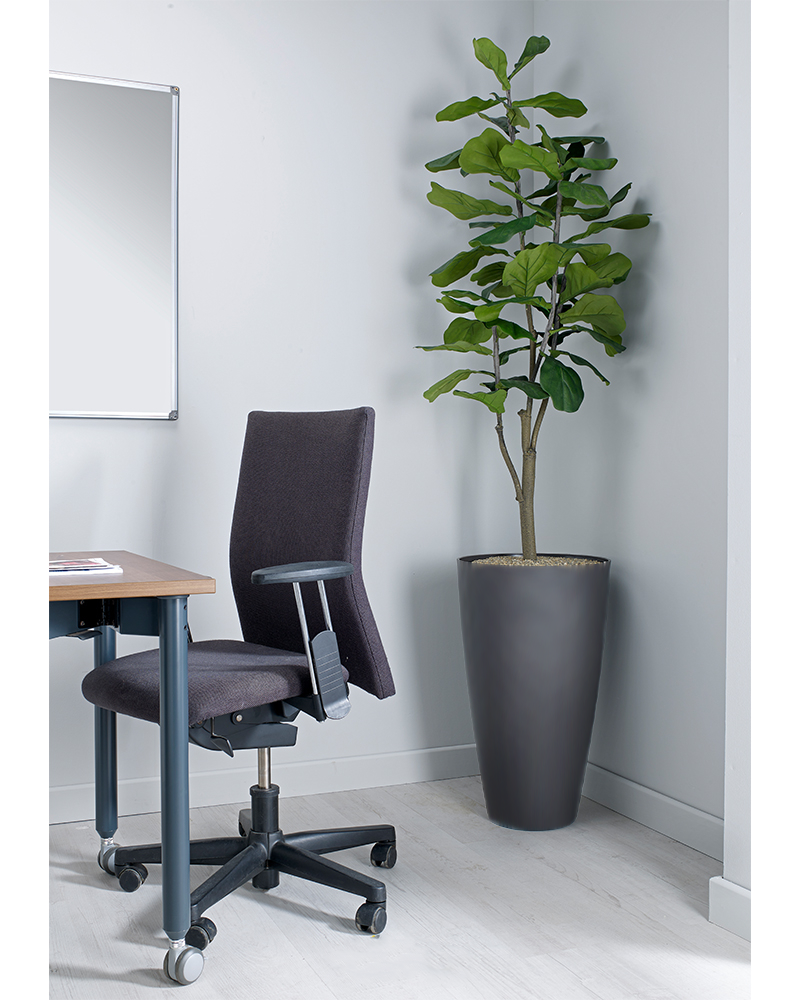 Fiddle Leaf Fig Floor Standing Plant - Design Range | NWOF