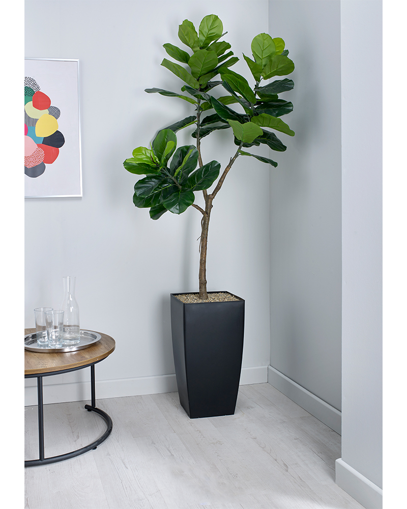 buy fiddle leaf fig tree uk Fiddle Leaf Fig Floor Standing Plant– NWOF