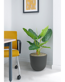 Alocasia Floor Standing Plant - Design Range - NWOF