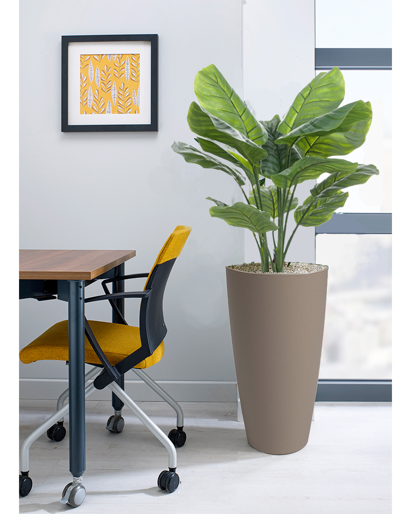 Calathea Orbifolia Floor Standing Plant - Design Range - NWOF