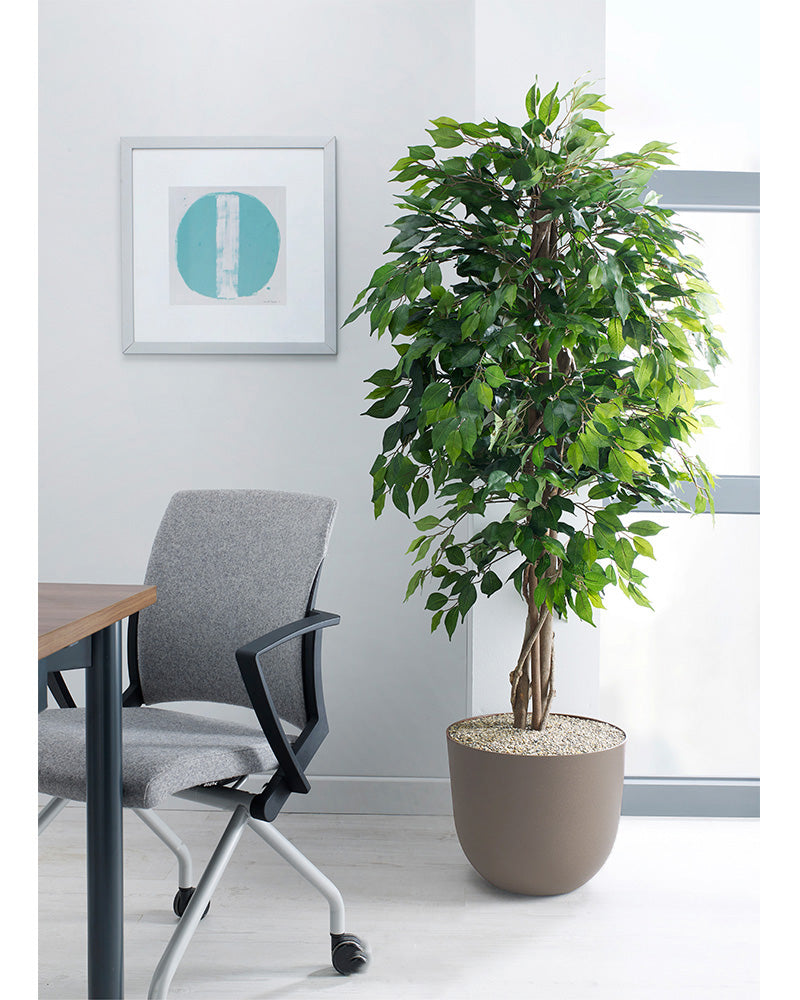 Green Weeping Fig Floor Standing Plant - Design Range - NWOF