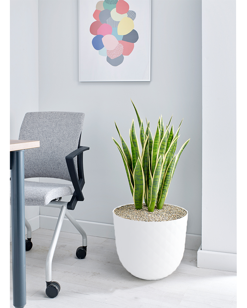 Mother in Law’s Tongue Floor Standing Plant - Design Range - NWOF