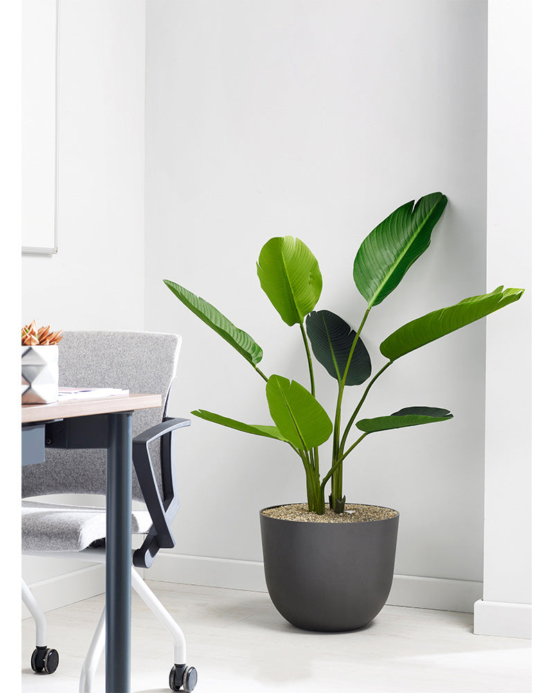 Strelitzia Floor Standing Plant - Design Range - NWOF