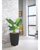 Alocasia Floor Standing Plant - NWOF