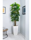 Cheese Plant on Pole - Medium Floor Standing Plant - NWOF
