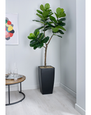Fiddle Leaf Fig Floor Standing Plant - NWOF