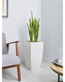 Mother in Law’s Tongue Floor Standing Plant - NWOF