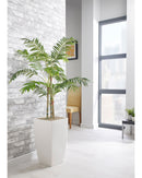 Parlour Palm Floor Standing Plant - NWOF