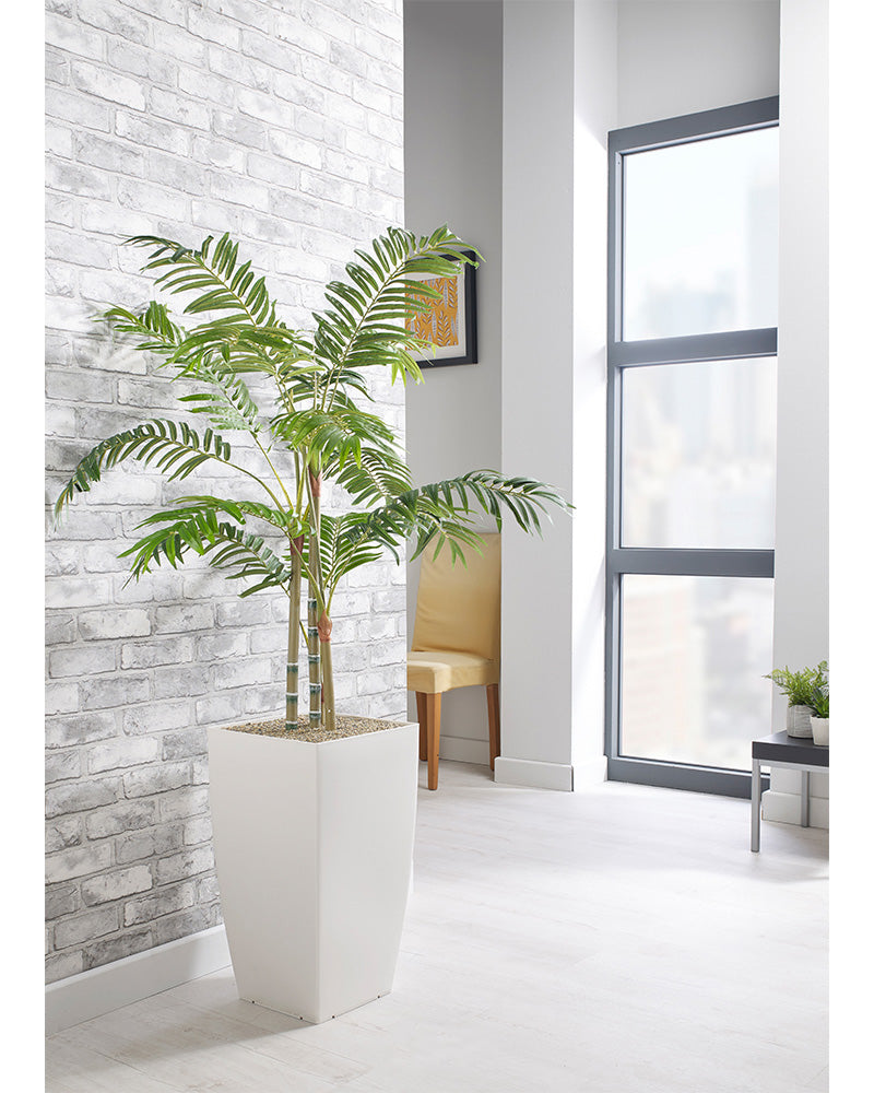 Parlour Palm Floor Standing Plant - NWOF