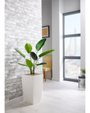 Strelitzia Floor Standing Plant - NWOF