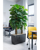 Cheese Plant Floor Trough - NWOF