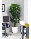 Cheese Plant on Pole Floor Standing Plant - Design Range - NWOF