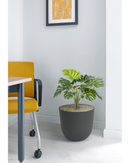 Monstera Bush Floor Standing Plant - Design Range - NWOF