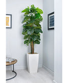 Medium Cheese Plant on a black metal pole, floor-standing Prospect Plants indoor plant with lush green foliage.