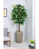 Green Weeping Fig Floor Standing Plant - NWOF