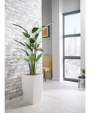Heliconia Floor Standing Plant - NWOF